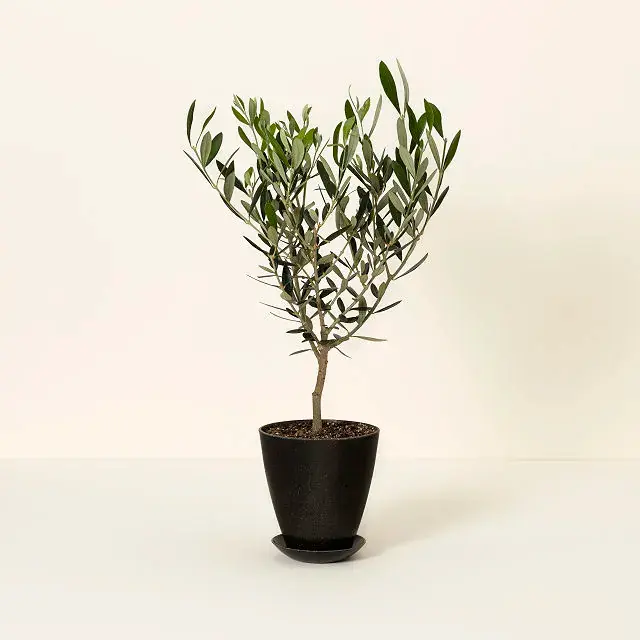 Growing Olive Tree