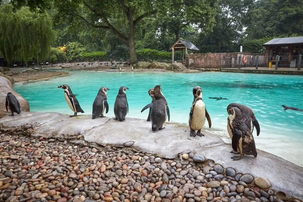 Penguins at ZSL London Zoo