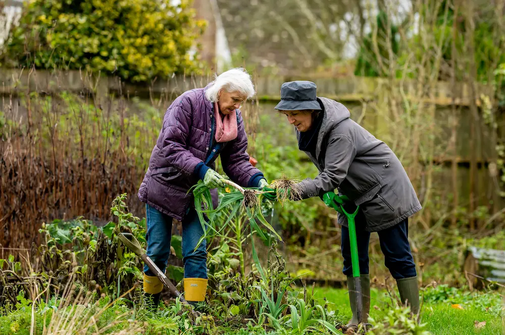 Two older women gardening together